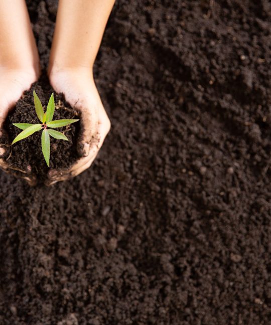 Не осознаваемая обществом видовая трагедия, протекающая по законам отмирания некогда окультуренного древа жизни