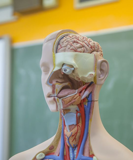 Поло-личностный подход в обучении биологии