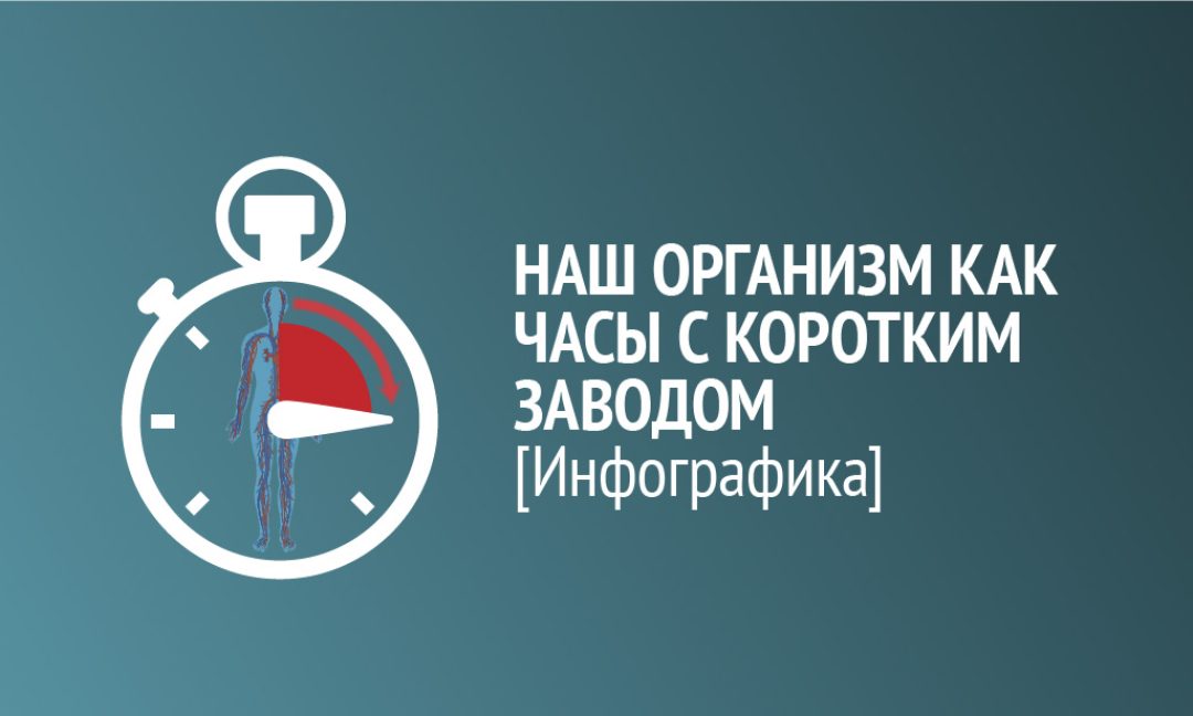 Инфографика: наш организм как часы с коротким заводом