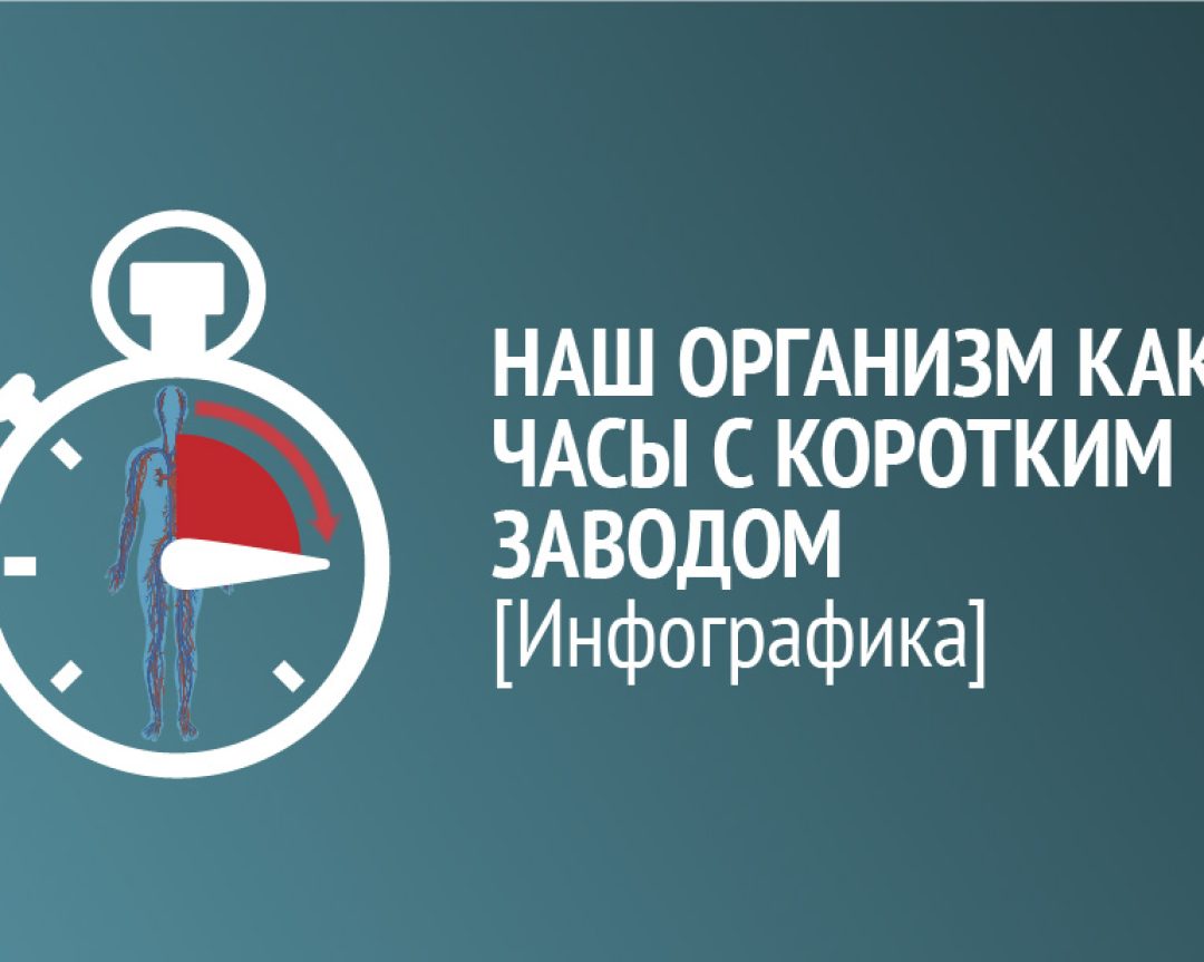 Инфографика: наш организм как часы с коротким заводом
